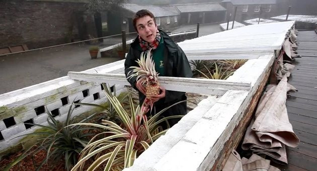 Giống dứa Heligan đắt như vậy là bởi quy trình trồng vô cùng phức tạp, đòi hỏi kỹ thuật nhà vườn cao cùng công sức chăm sóc tỉ mỉ.