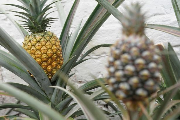 Đất trồng được bón thường xuyên với rơm rạ, chất thải ngựa và không sử dụng các chất kích thích gây hại.