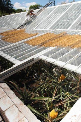 Theo Mirror, người trồng phải tạo ra môi trường sinh trưởng nhiệt đới bằng cách xây dựng hệ thống nhà kính riêng biệt, được giữ ấm cũng như cung cấp độ ẩm liên tục trong thời tiết lạnh giá.