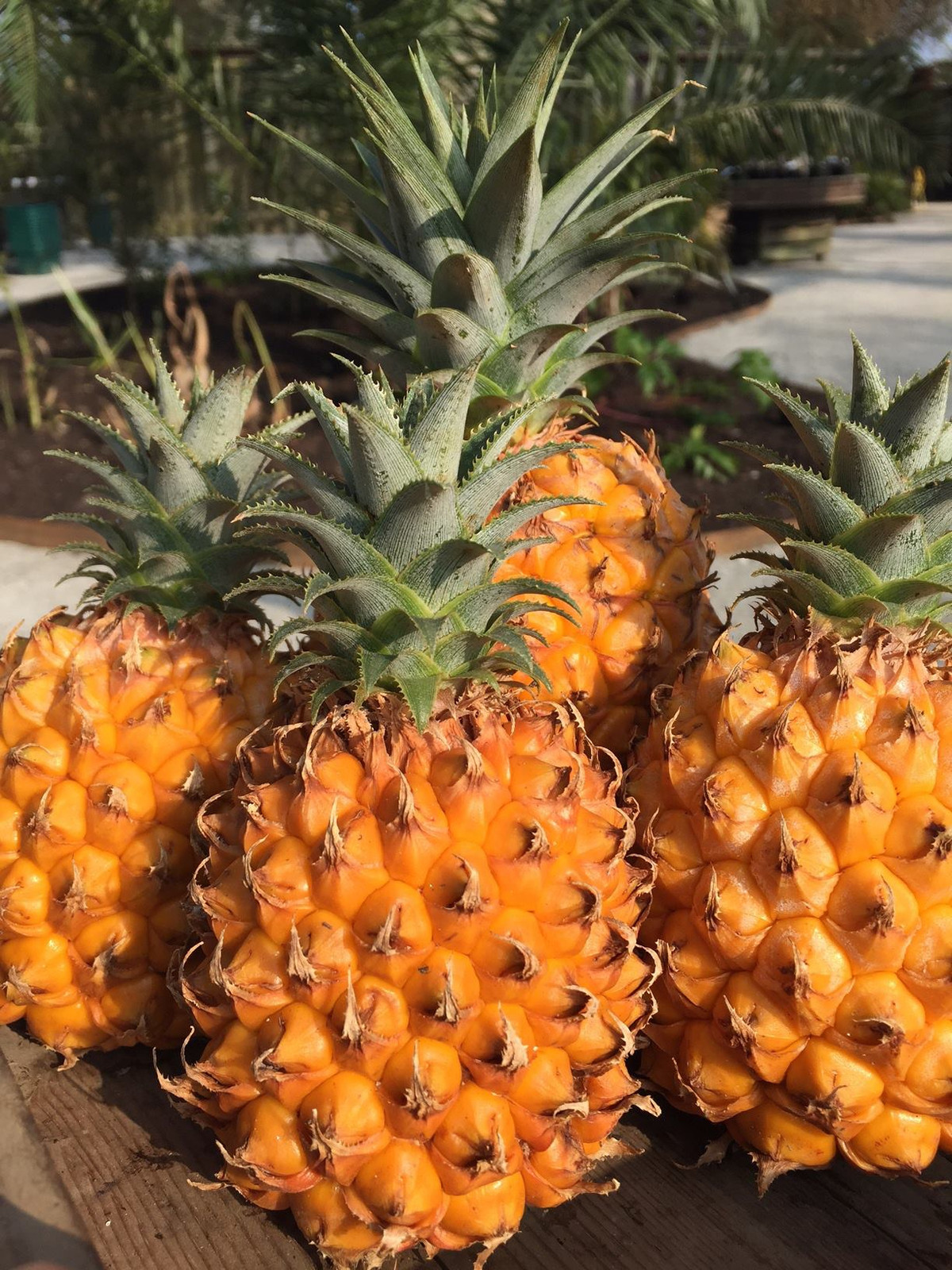 Đó là dứa Heligan, xuất xứ từ nhà vườn Lost Gardens of Heligan, Vương Quốc Anh. Nơi đây từng bán một quả lên tới 10.000 bảng Anh (khoảng 300 triệu đồng).