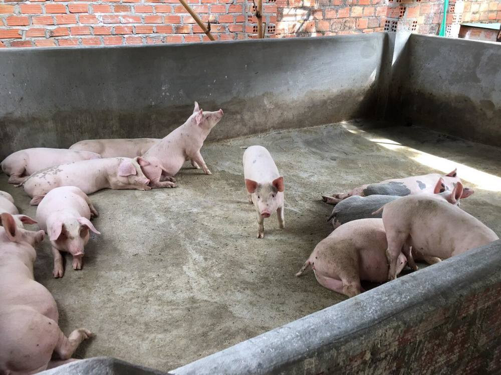 Ngoài không gian sinh hoạt, nhà Siu Black còn có khu vực chăn nuôi gia súc, gia cầm. Ảnh: YouTube Thuý Nga