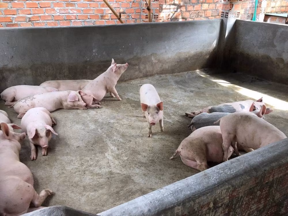 Ngoài không gian sinh hoạt, nhà Siu Black còn có khu vực chăn nuôi gia súc, gia cầm. Ảnh: YouTube Thuý Nga