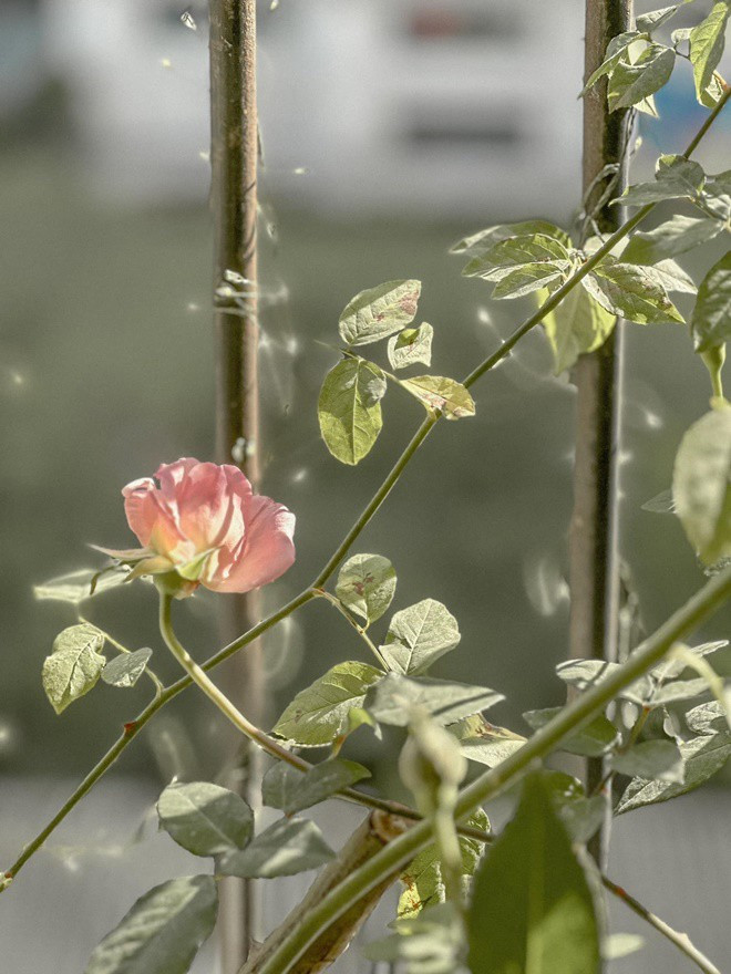 Đan Lê trồng đủ loại hoa hồng khác nhau.