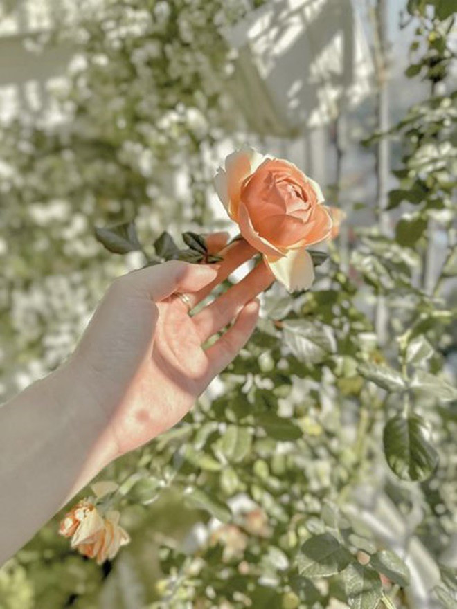 Tại khu vực ban công, Đan Lê trồng nhiều loại cây cảnh và hoa.