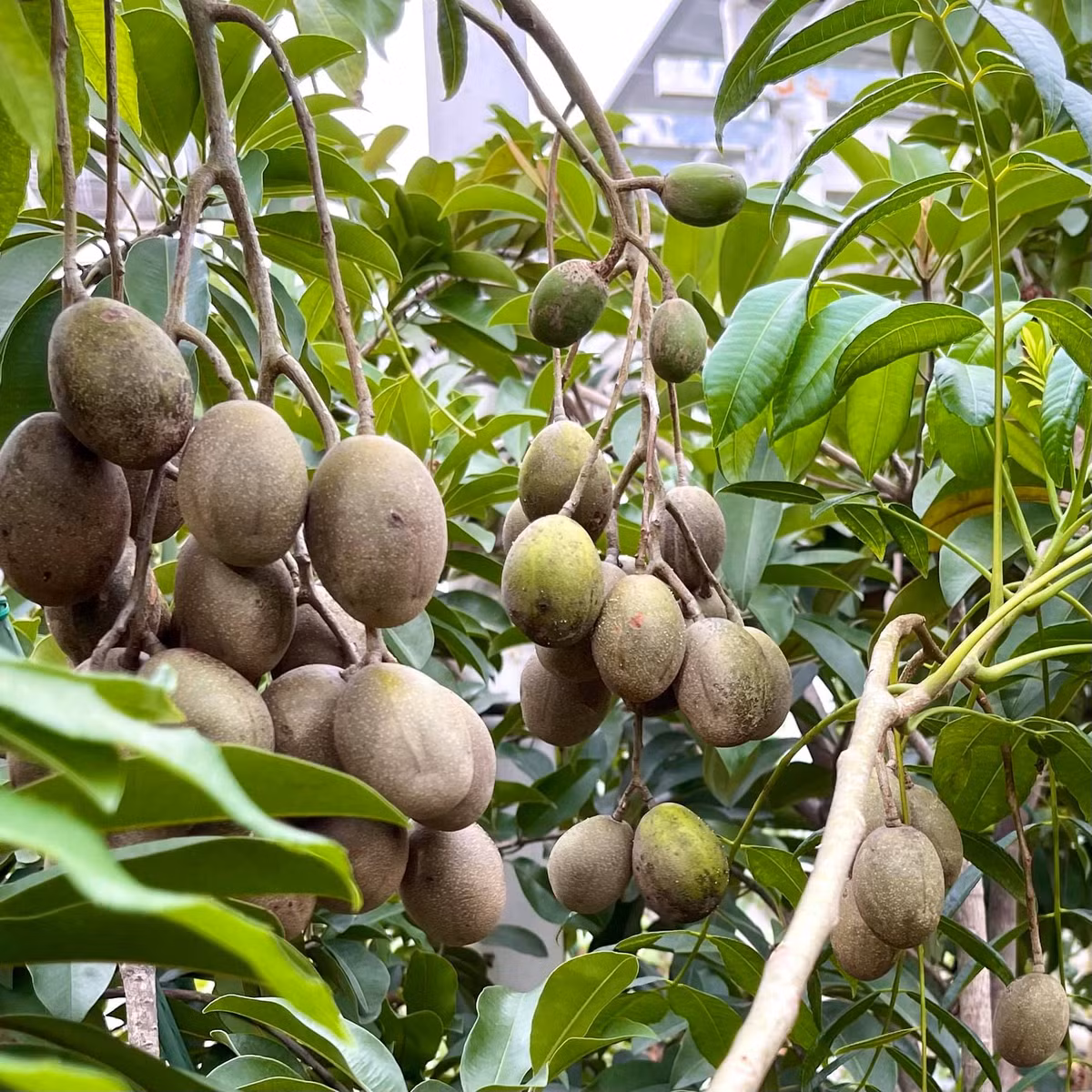 Bach dinh nhu “phim truong thu nho” cua MC Quyen Linh-Hinh-12