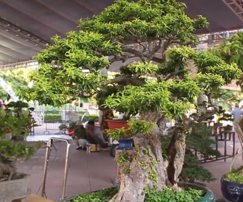 Vì thế, gia đình nghệ nhân Thọ chỉ để lưu niệm, gìn giữ chứ nhất quyết không bán dù nhiều đại gia trả giá cao. Ảnh: Dân trí