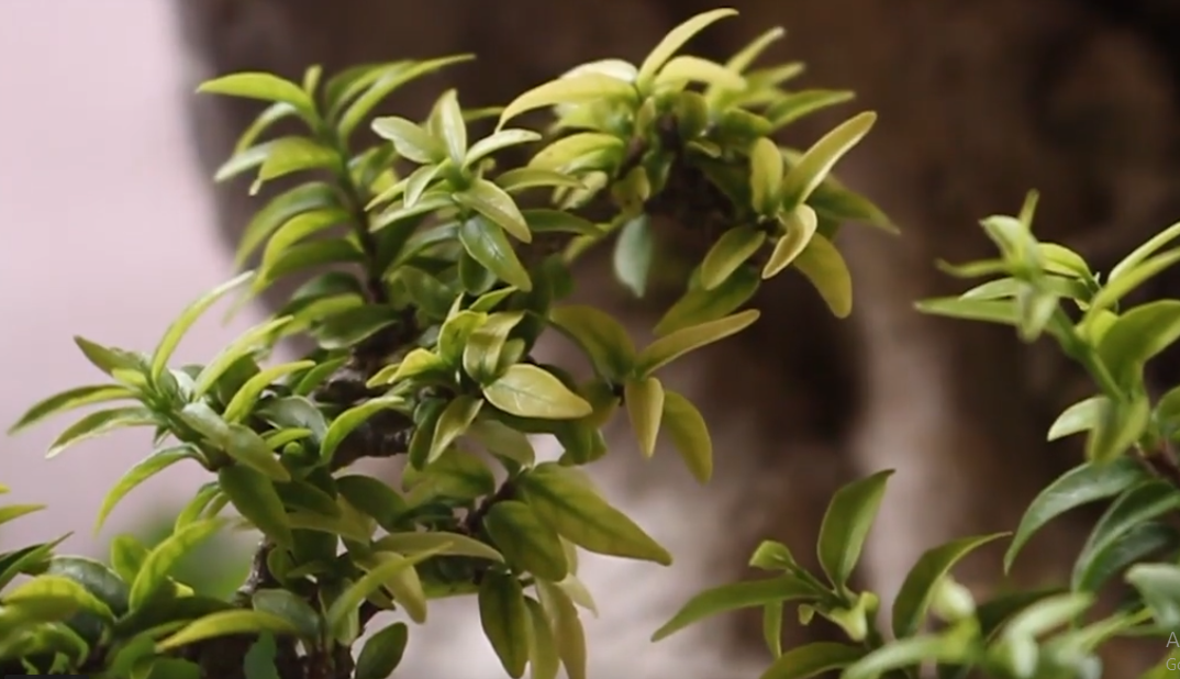 Mai chiếu thủy là cây thân gỗ lâu năm, lá hình trái xoan, hoa nở từng chùm màu trắng. Hoa mai chiếu thủy nở luôn luôn hướng xuống phía mặt đất, nên gọi là chiếu thổ, chiếu thủy. Ảnh: Dân trí