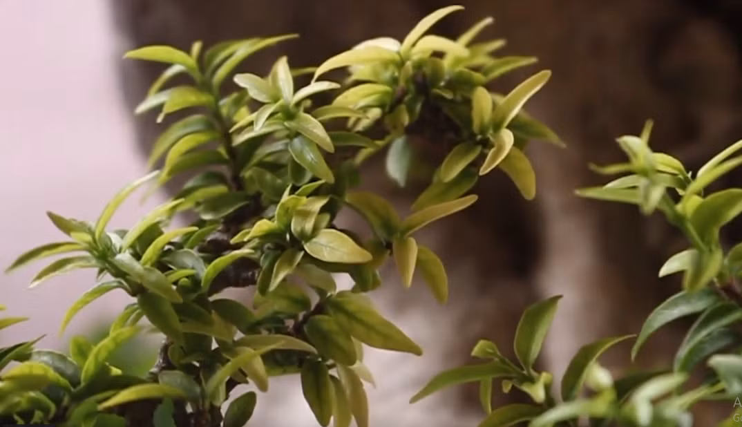 Mai chiếu thủy là cây thân gỗ lâu năm, lá hình trái xoan, hoa nở từng chùm màu trắng. Hoa mai chiếu thủy nở luôn luôn hướng xuống phía mặt đất, nên gọi là chiếu thổ, chiếu thủy. Ảnh: Dân trí