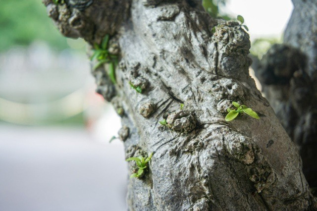 Cây được tạo dáng theo thế bạt phong, khoe được lá cũng như độ phô thân. Ảnh: Dân trí