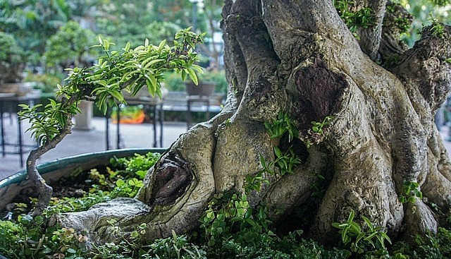 Thân và gốc cây xù xì, toát lên vẻ đẹp cổ kính. Ảnh: Người đưa tin