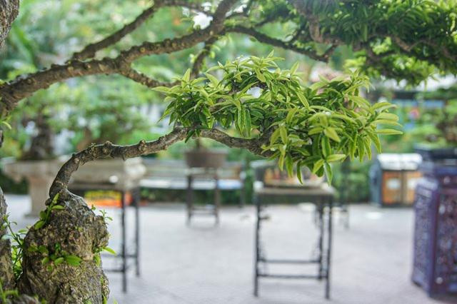 Theo ông Vương Xuân Nguyên, chánh văn phòng Hội sinh vật cảnh Hà Nội, cây mai chiếu thủy của nghệ nhân Thọ là một trong những siêu phẩm trong giới sinh vật cảnh bởi mức độ quý hiếm. Ảnh: Dân trí