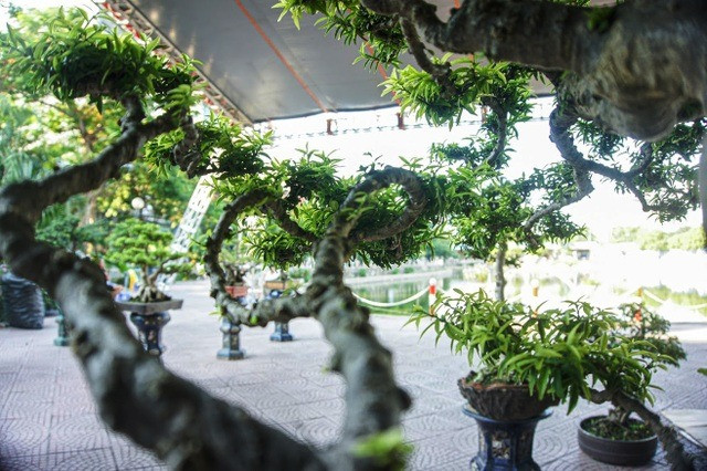 Tác phẩm mai chiếu thuỷ có dáng thế hoàn hảo với 9 tiêu chí vàng là phô thân – khoe lá – lộ căn – cổ – linh – tinh – tú – kỹ dăm – mịn tàn. Ảnh: Dân trí