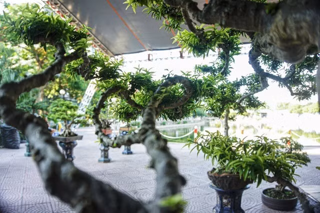 Tác phẩm mai chiếu thuỷ có dáng thế hoàn hảo với 9 tiêu chí vàng là phô thân – khoe lá – lộ căn – cổ – linh – tinh – tú – kỹ dăm – mịn tàn. Ảnh: Dân trí