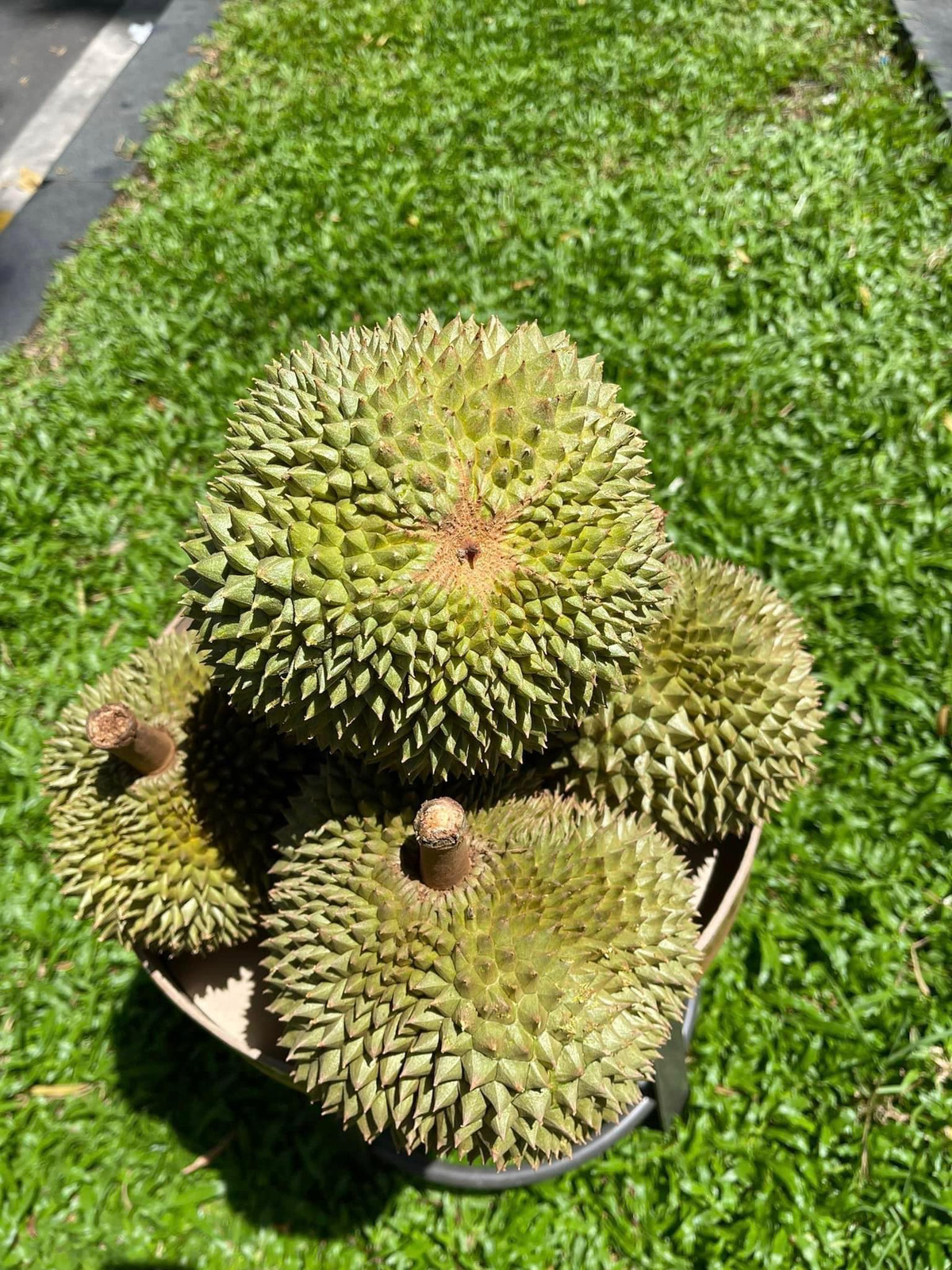 Trên thị trường, sầu riêng gai đen trồng ở miền Tây đang bán lẻ với giá 800.000 đồng/kg, đắt nhất Việt Nam. Ảnh: Facebook