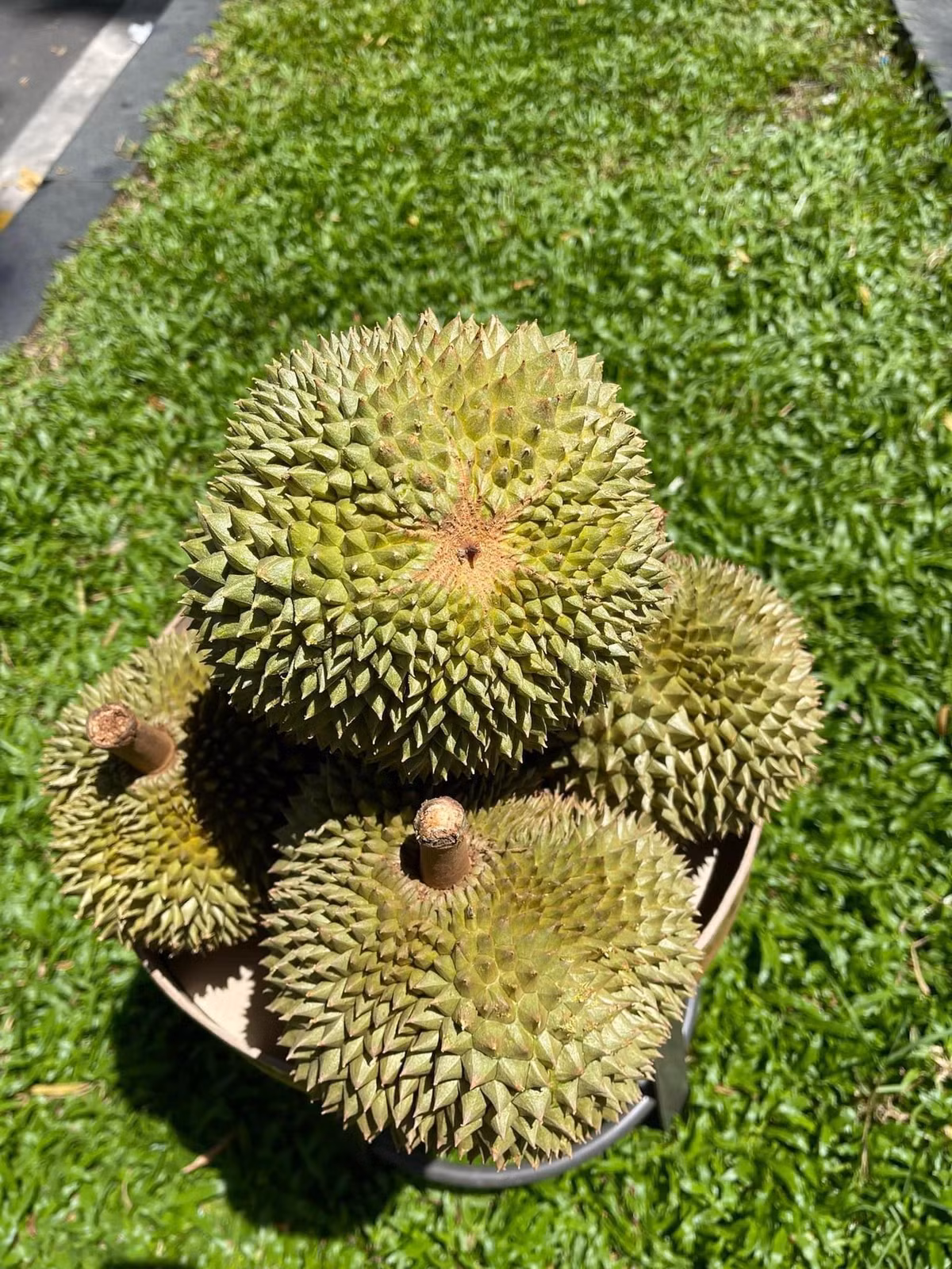 Trên thị trường, sầu riêng gai đen trồng ở miền Tây đang bán lẻ với giá 800.000 đồng/kg, đắt nhất Việt Nam. Ảnh: Facebook