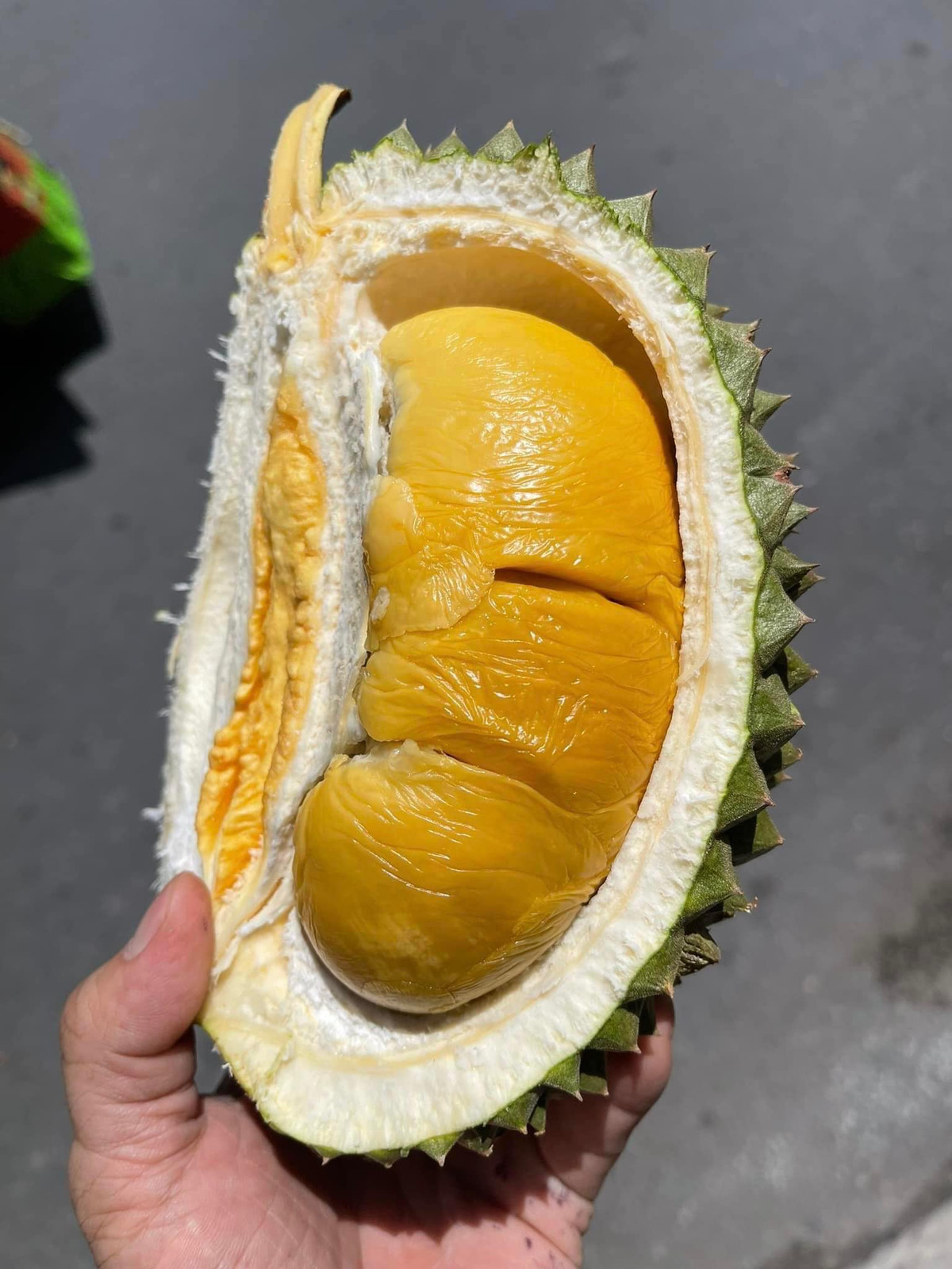 Hương vị của sầu riêng Black Thorn giống như sầu ruột vàng thông thường. Tuy nhiên, điểm nổi bật đặc chưng dễ nhận biết là vào giai đoạn chín. Vỏ quả khi chín có màu nâu vàng. Ảnh: Phanthuocvisinh