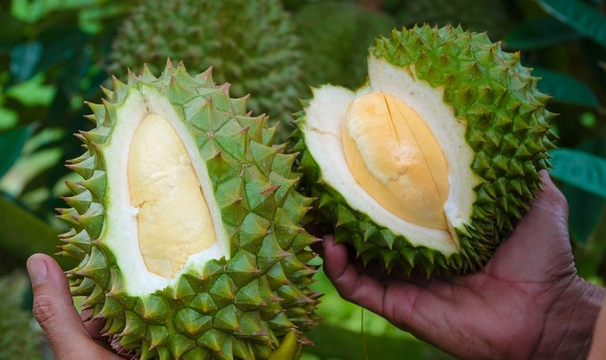 Mặc dù giá cao nhưng sầu riêng gai đen rất hút khách. Nhiều khách phải chờ cả tuần mới mua được. Ảnh: Facebook