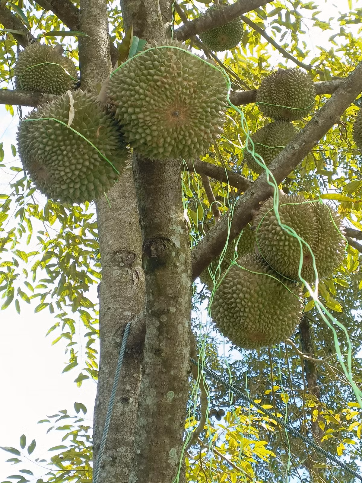 Các nhà vườn miền Tây cho biết, Black Thorn có tốc độ sinh trưởng nhanh. Cây trồng 2-3 năm đã cho quả đầu tiên và kết trái khoảng 150 ngày thì có thể thu hoạch. Ảnh: Facebook
