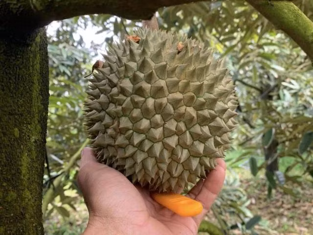 Phần cơm bên trong khi khui ra có màu cam, lõi rất dày. Có một đường màu nâu đỏ ở giữa quả nhìn trông rất hấp dẫn. Ảnh: Phanthuocvisinh