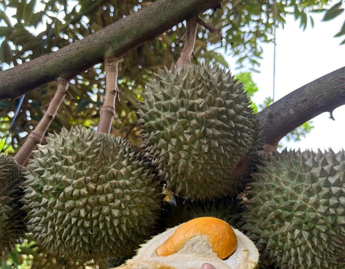 Sầu riêng Black Thorn (hay còn gọi sầu riêng gai đen) là giống sầu riêng nổi tiếng của Malaysia. Khi về Việt Nam, Black Thorn hầu hết đều là hàng cấp đông. Tuy nhiên, vài năm gần đây, sầu riêng gai đen đã được nhân giống và trồng thành công ở miền Tây. Ảnh: Facebook