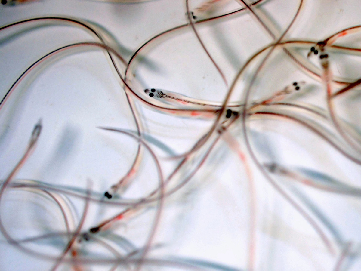 Đáng chú ý, mức giá cao hơn cả cá ngừ vây xanh và gần bằng giá vàng tại thời điểm đó. Ảnh: Internet