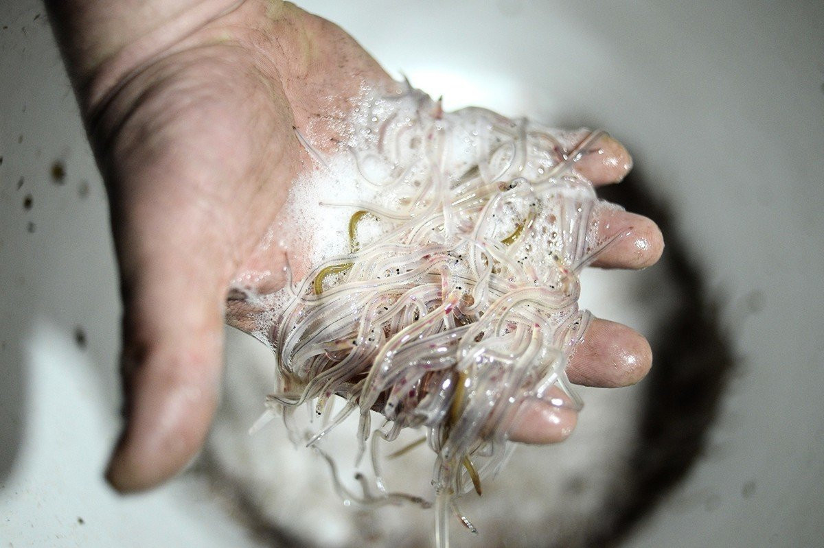 Do không có trang trại nào đủ khả năng nhân giống nên họ phải phụ thuộc vào lươn con được bắt trên biển. Ảnh: Getty