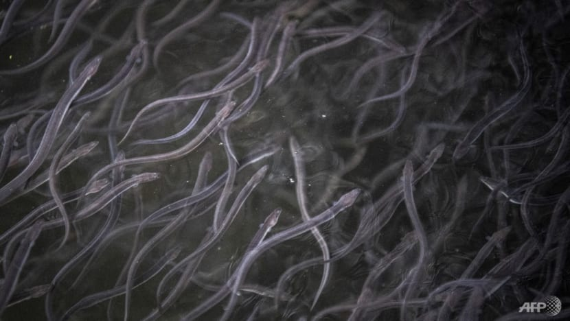 Lươn thuỷ tinh đắt đỏ như vậy là bởi việc suy giảm quần thể lươn nói chung do đánh bắt quá mức và thay đổi môi trường sống. Ảnh: AFP