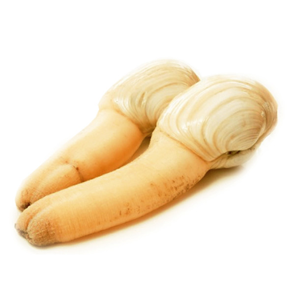 Giá lên đến gần 2,5 triệu đồng/kg, ốc vòi voi vàng Canada trở thành món quà Tết hút khách. Ảnh: 365 Seafood.