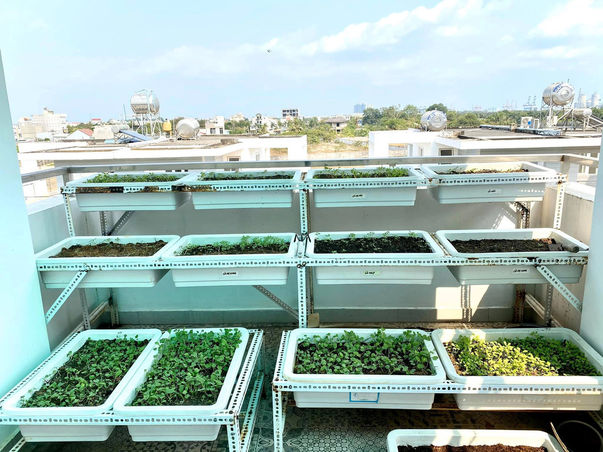 Sân thượng được tận dụng để trồng rau sạch.