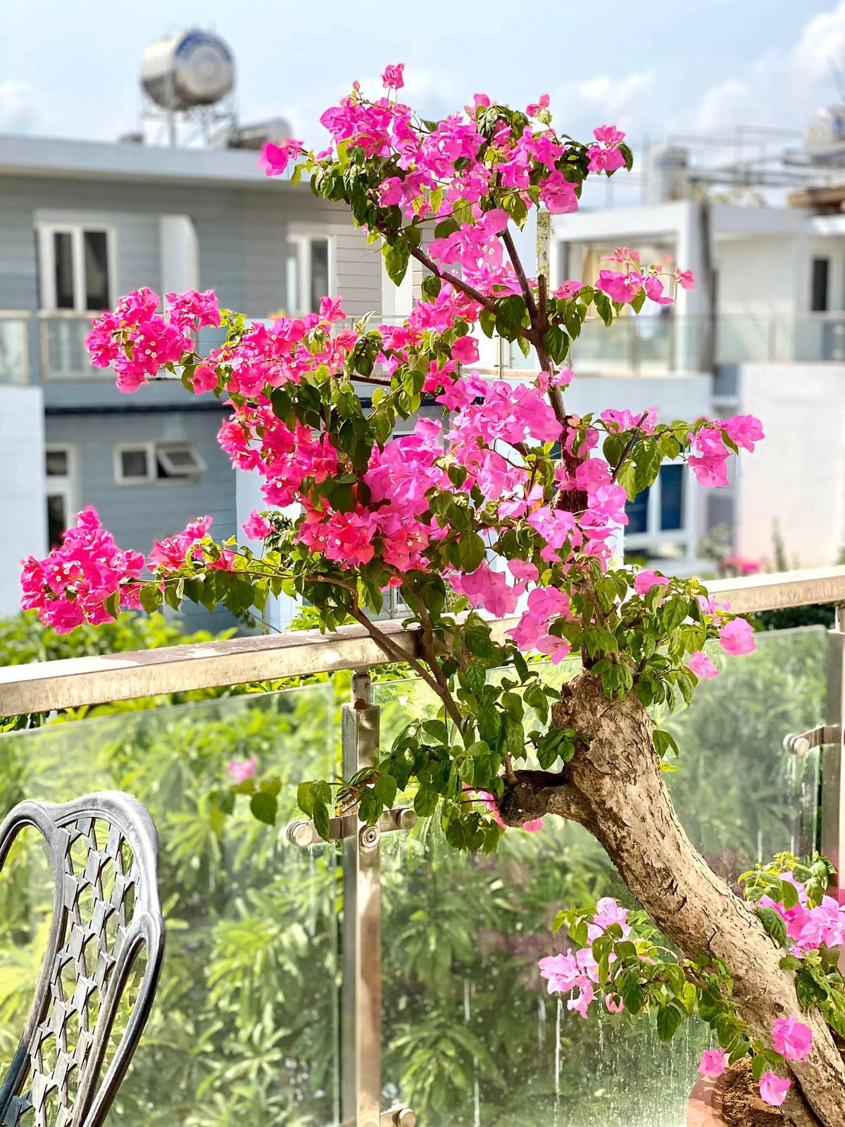 Không gian thư giãn, ngắm hoa và thưởng trà. Nguồn ảnh; FBNV