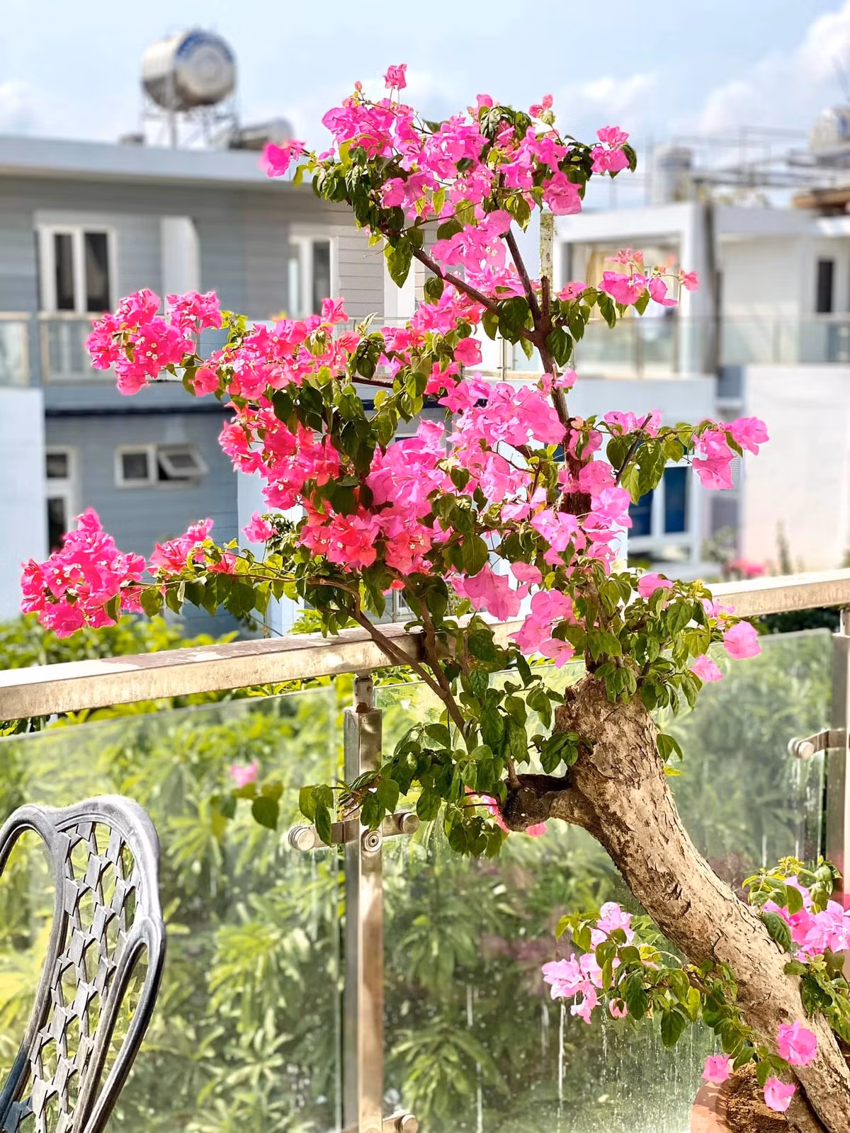 Không gian thư giãn, ngắm hoa và thưởng trà. Nguồn ảnh; FBNV