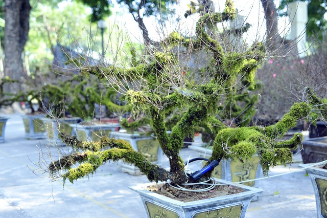 Đào phai cuốn rêu từ gốc tới ngọn khá mới mở nên đang thu hút đông đảo người tiêu dùng quan tâm. Ảnh: Giadinhxahoi