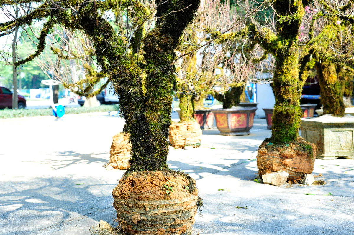 Người bán cho biết, đào quấn rêu có nguồn gốc từ Sa Pa nên hoa rất bền, thời gian chơi lâu hơn các loại đào được chăm tại vườn. Ảnh: Tổ quốc