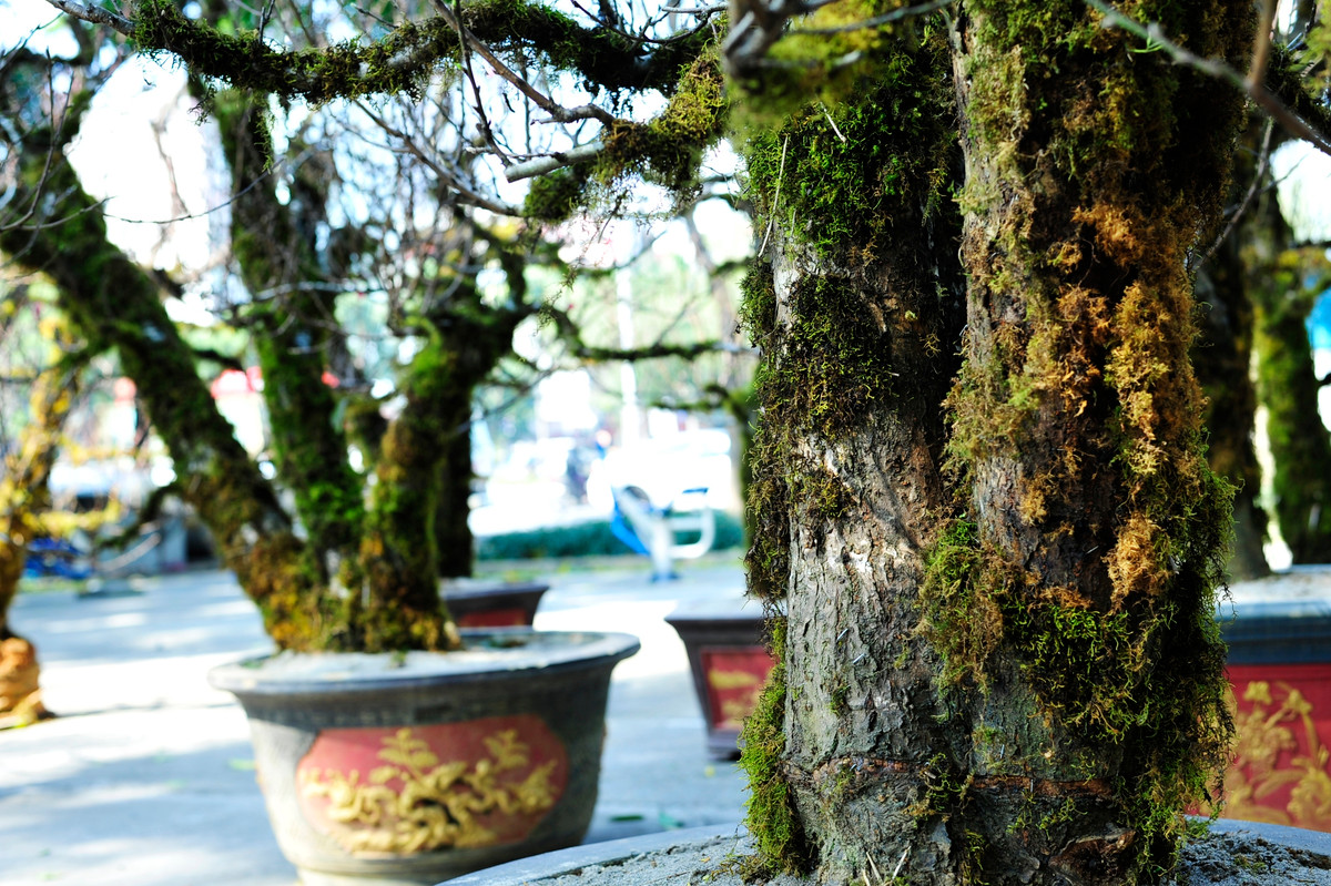 Đặc biệt, những gốc đào cổ thụ, rêu được cuốn từ nhiều năm giá có thể lên tới cả chục triệu đồng. Ảnh: Tổ quốc