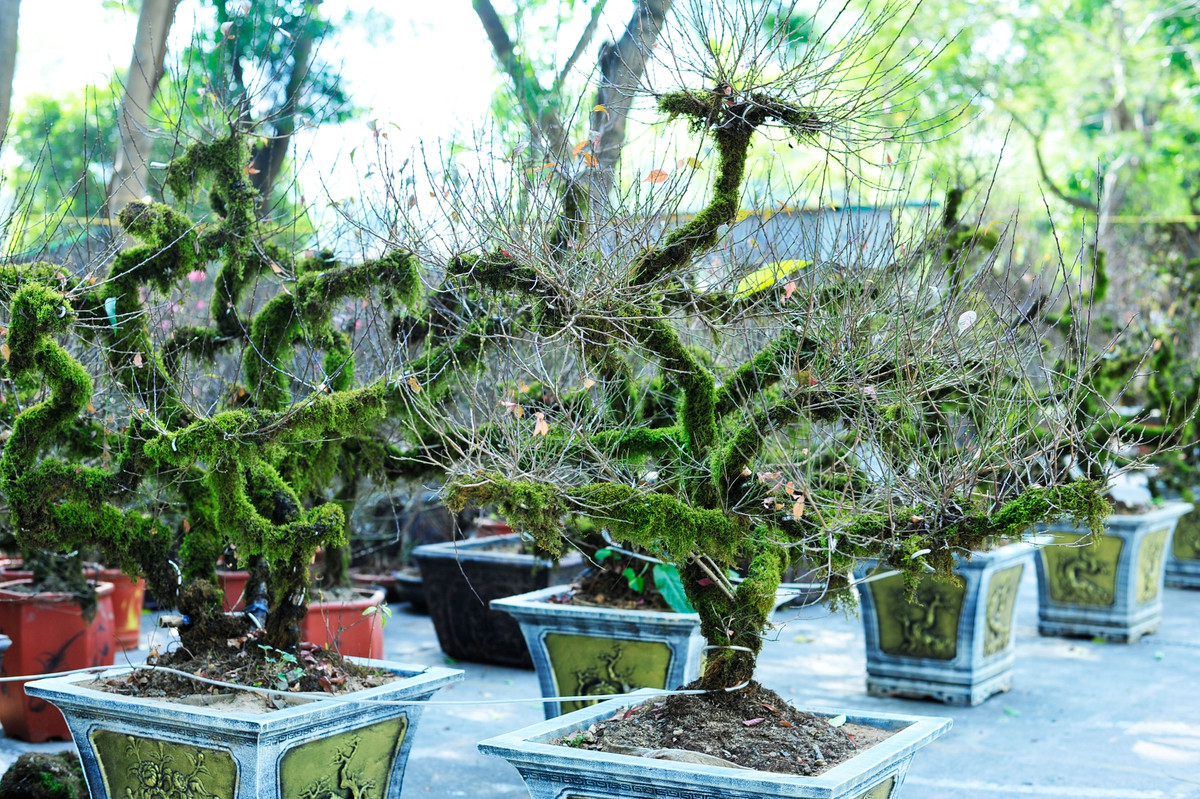 Đó là loại đào phai quấn rêu được vận chuyển từ Sa Pa về. Ảnh: Tổ quốc