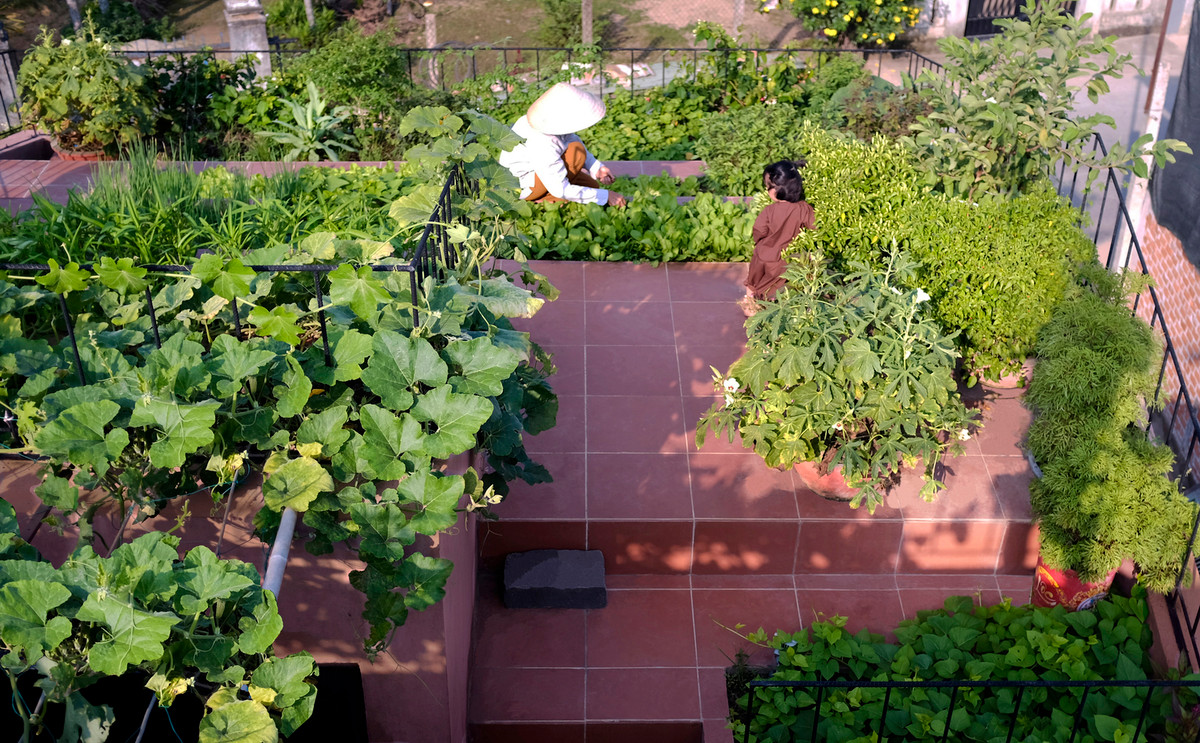  Mái nhà được thiết kế đặc biệt theo kiểu mái dốc và sử dụng thủ pháp giật cấp để phân chia thành 7 bậc thang nhỏ. Mỗi bậc thang có một khoảng không gian trống để trồng rau.