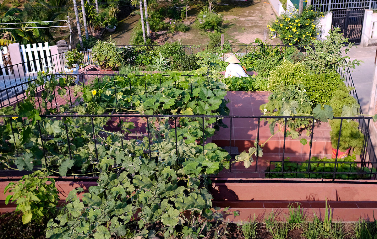 Khu vườn trên mái chuyển tiếp cho khoảng sân ở tầng lửng, tạo nên một hệ sân chơi – vườn rau kết nối từ mái xuống tầng trệt.