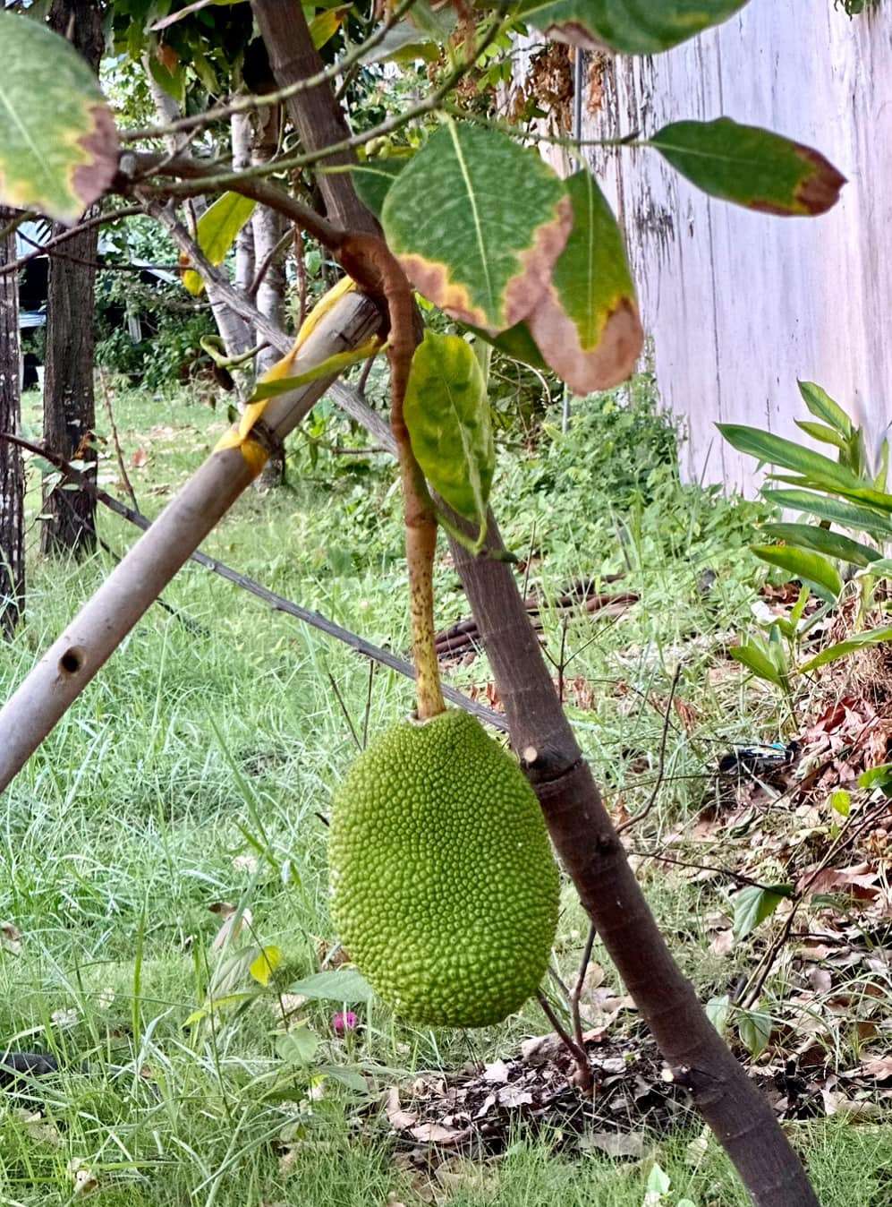 Nữ nghệ sĩ cho biết đây là trái đầu tiên cũng là trái duy nhất của cây mít trồng suốt 3 năm.