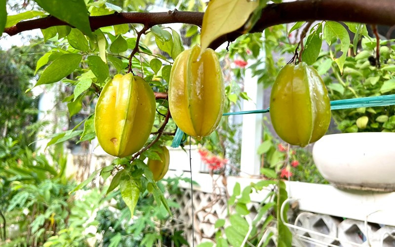 Trước đó, NSƯT Trịnh Kim Chi chia sẻ nhiều cành khế sai lúc lỉu, trái chín mọng khiến bạn bè nhìn mà phải "rớt nước miếng".