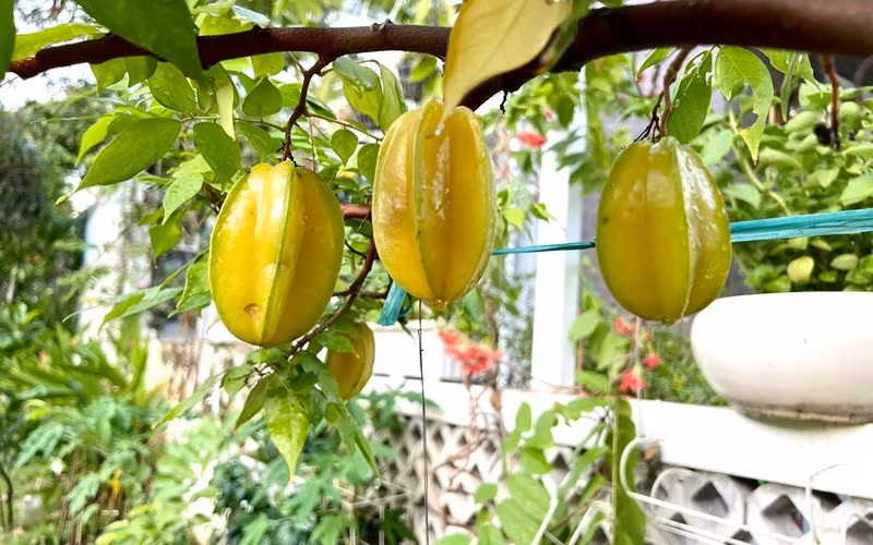 Trước đó, NSƯT Trịnh Kim Chi chia sẻ nhiều cành khế sai lúc lỉu, trái chín mọng khiến bạn bè nhìn mà phải "rớt nước miếng".