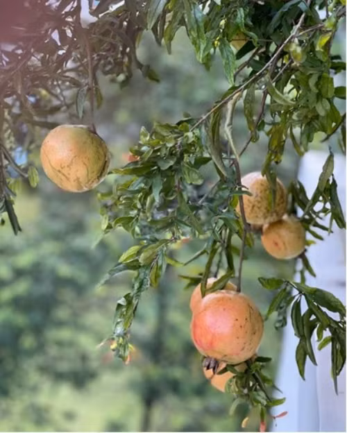 Trái lựu chín đỏ.