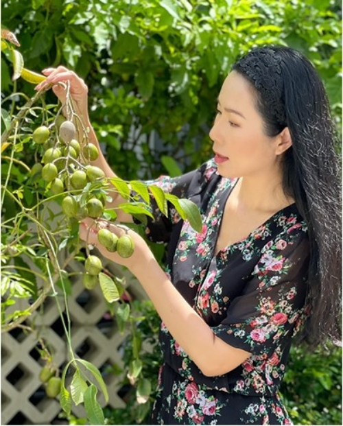 Cây cóc cũng cho trái sai trĩu trịt.