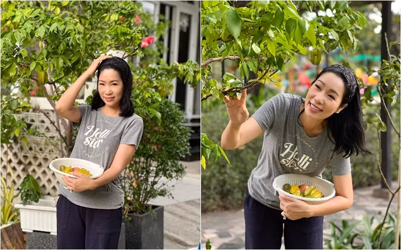 Nữ nghệ sĩ thích thú thu hoạch khế trong vườn.