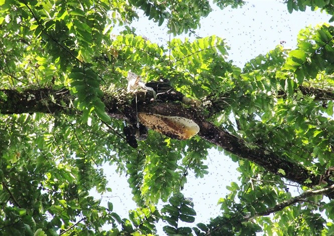 Với người dân ở vùng núi, ngoài thời gian dành cho ruộng vườn, nương rẫy thì vào rừng lấy mật ong cũng là nghề "hái ra tiền". Ảnh: Tiền phong