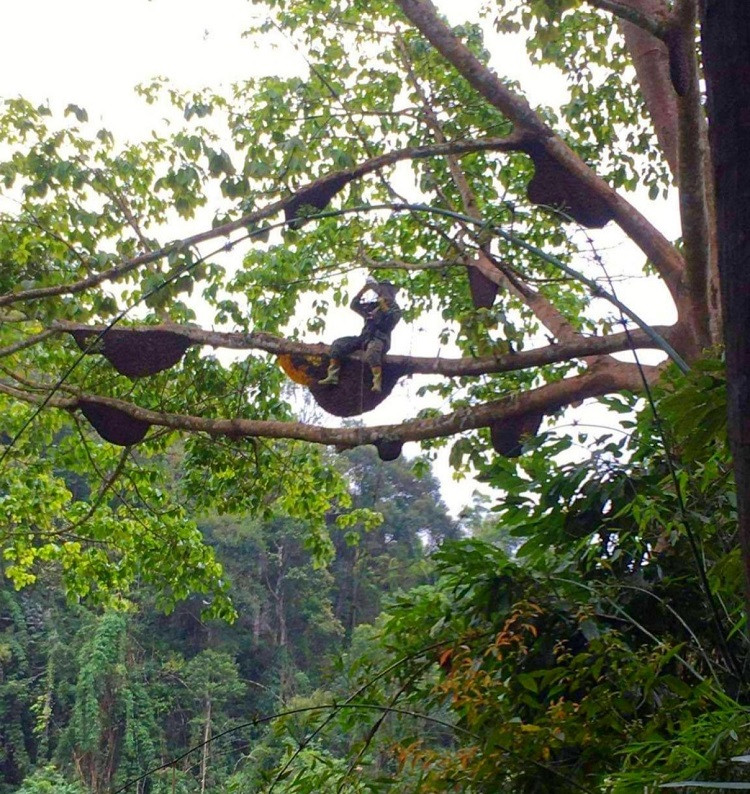 Ở độ cao chót vót, họ bất chấp mọi sự hiểm nguy để thu thập thứ "vàng lỏng". Ảnh: Người đưa tin