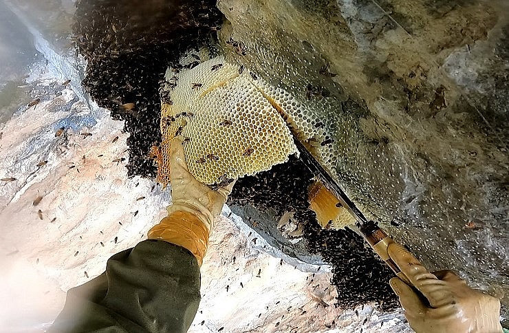 Tổ ong trong rừng già thường ở vị trí rất cao. Khi thì cheo leo trên vách đá, khi lại lơ lửng trên ngọn cây. Ảnh: Thuonghieusanpham