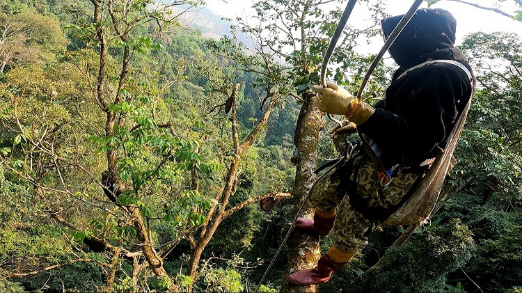 Nếu may mắn, mỗi chuyến đi có thể thu hoạch được từ 10-30 lít mật ong rừng. Ảnh: Người đưa tin