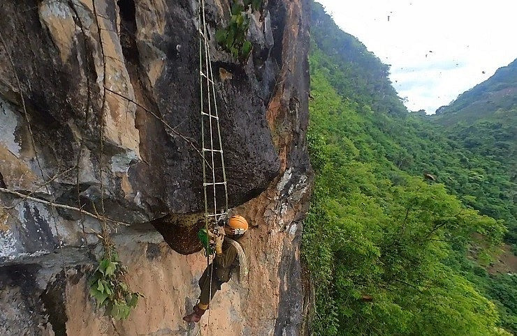Vì thế, để săn mật ong rừng, người thợ phải vượt qua đồi núi, đến những con dốc chênh vênh, một bên là vách núi cao, một bên là vực thẳm để kiếm mật. Ảnh: Thuonghieusanpham