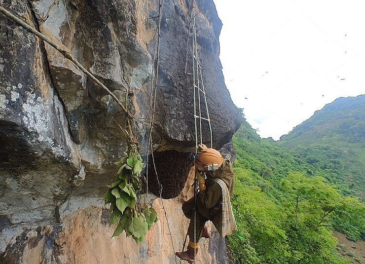 Hình ảnh các thợ săn cheo leo trên vách núi khiến nhiều người không khỏi "thót tim". Ảnh: Thuonghieusanpham