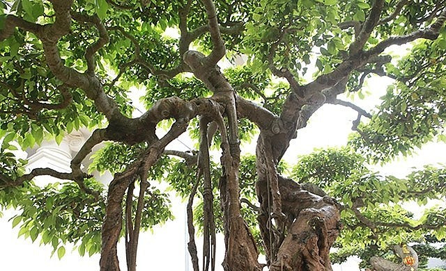 Nhìn từ xa, cây sanh có đường thân độc đáo, giống như một chiếc nỏ. Ảnh: Dân Việt